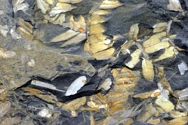 石板岩石中的蕨类植物叶化石. — 图库照片