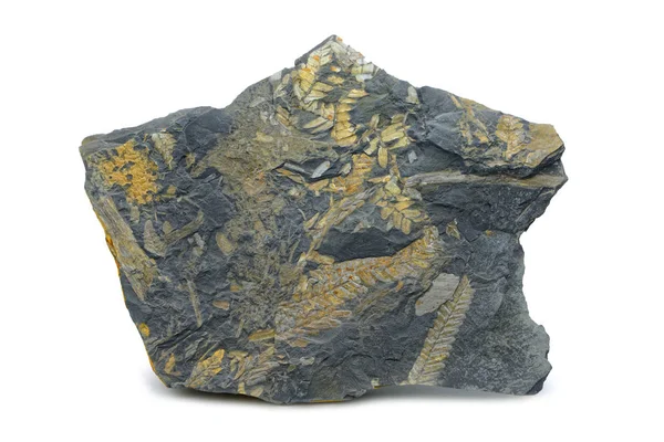 Fósil de hojas de helecho en roca pizarra. aislado sobre fondo blanco —  Fotos de Stock