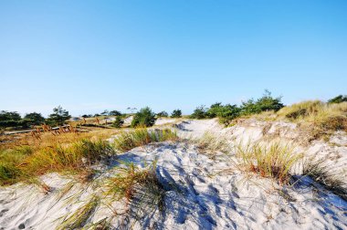 Sanddunes, Western Vorpommern Lagün Bölgesi Ulusal Parkı ile o