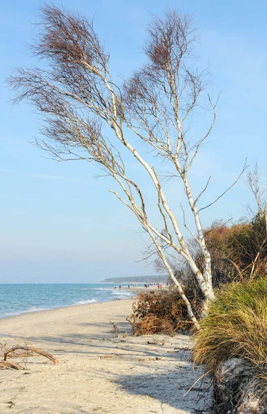 Strand landskab af darss halvø på baltisk hav i Tyskland - Stock-foto