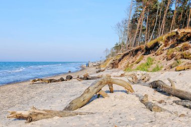 weststrand Beach Yarımadası üzerinde dalgaların karaya attığı odun darss Almanca isimleri