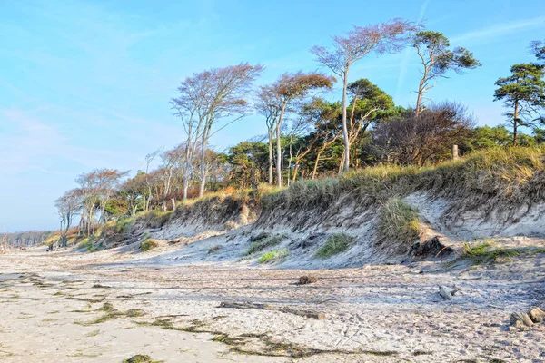 Praia baltic do mar em nomes da península Darss. floresta ao lado da praia — Fotografia de Stock