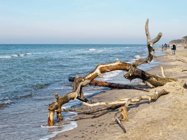 Péninsule baltique Darss avec rivage naturel et bois flotté . — Photo