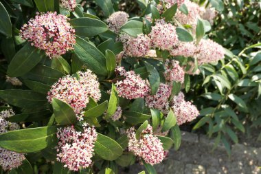 Çiçek skimmia japonica çalı