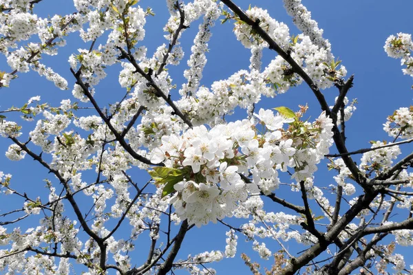 Weiße Kirschbaumblüte im Frühling vor blauem Himmel — Stockfoto