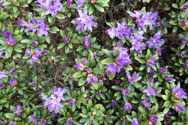 紫色的杜丽花在春天。全帧. — 图库照片