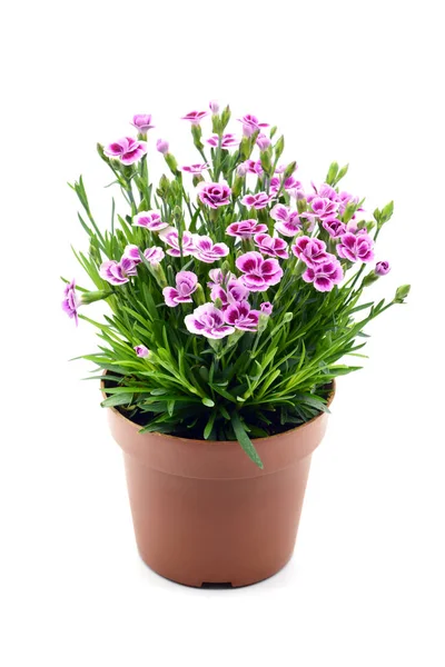 Flor de cravo branco vermelho (Dianthus caryophyllus) em b isolado — Fotografia de Stock