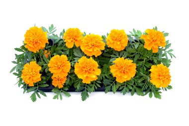 Beyaz izole arka plan tagetes çiçek tepsi kutusu.