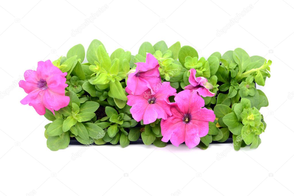 pink Petunia flower tray box on white isolated background. top v