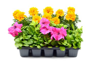 Beyaz izole arka plan üzerinde Tagetes ve petunya çiçek tepsi kutusu