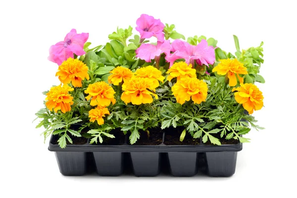 Beyaz izole arka plan üzerinde Tagetes ve petunya çiçek tepsi kutusu