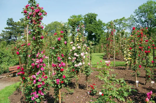 Традиционный сад с розами в летнее время — стоковое фото