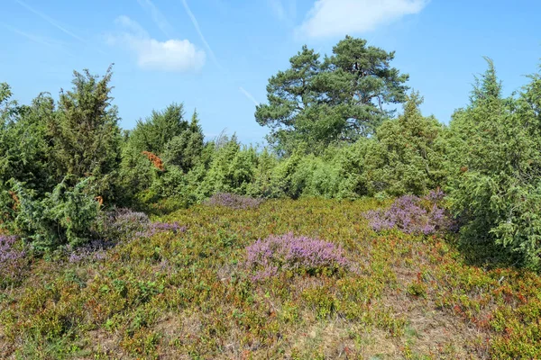 Heather blossom landscape in Eifel region in Germany. — Stock Photo, Image