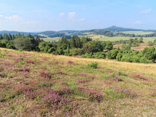 Paysage de fleur de bruyère dans la région de l'Eifel en Allemagne . — Photo