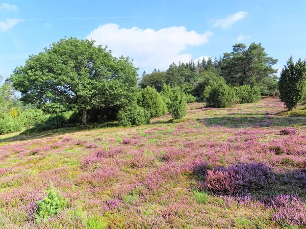 Heather blossom landscape in Eifel region in Germany. — Stock Photo, Image