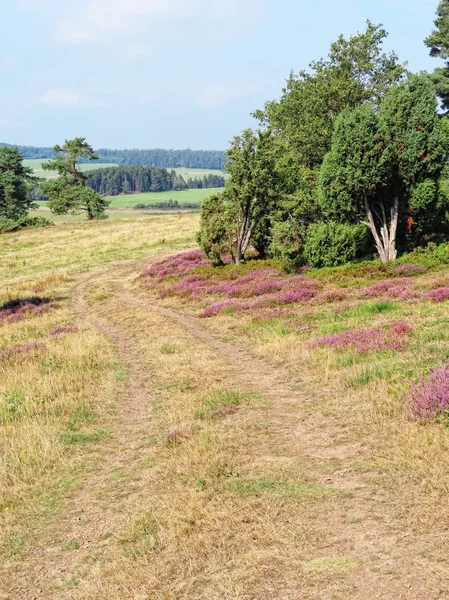Path leading through heather blossom landscape in Eifel region i — Stock Photo, Image