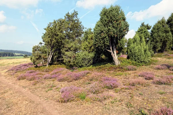 Sentier menant à travers le paysage de fleur de bruyère dans la région de l'Eifel i — Photo