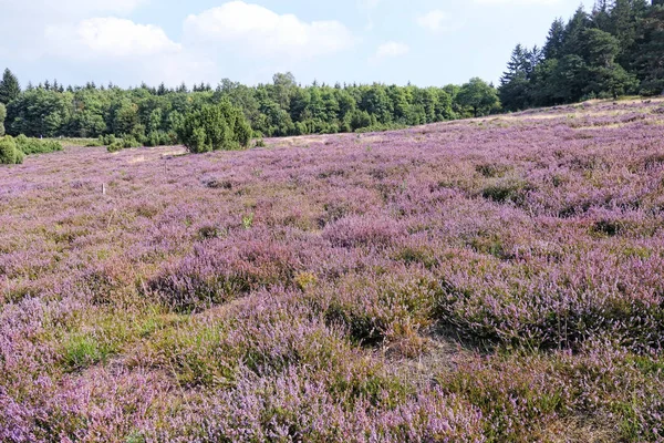 Heather blossom landscape in Eifel region in Germany. — Stock Photo, Image