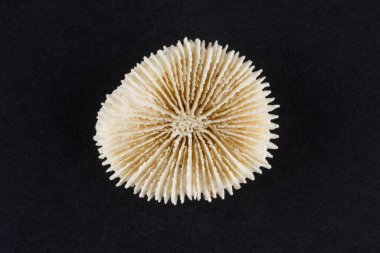 Siyah arka planda kurumuş mercan iskeleti..