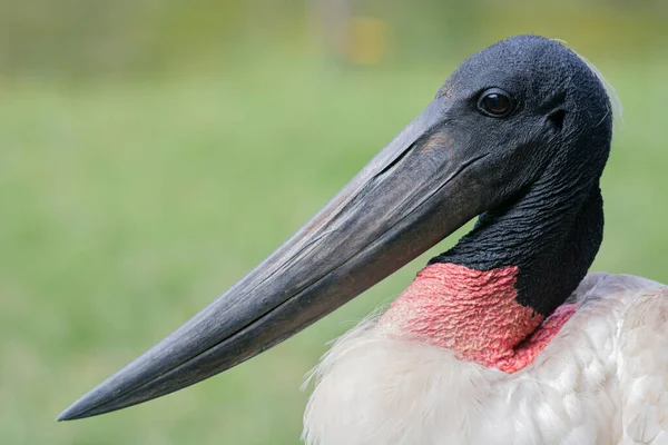 Портрет Голови Птаха Джабуру Великого Дзьоба — стокове фото