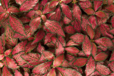 Kırmızı ve yeşil yaprak dokusu.