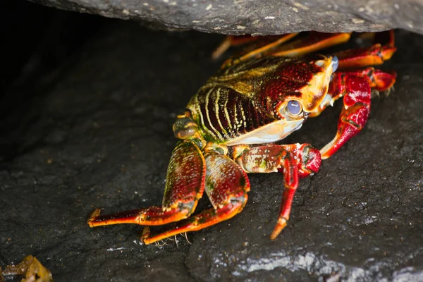 Gros Plan Sur Crabe Rouge Aux Îles Fernando Noronha Brésil — Photo