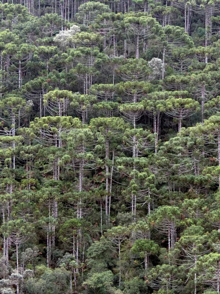 Selva Tropical Altura Minas Gerais Brasil — Foto de Stock