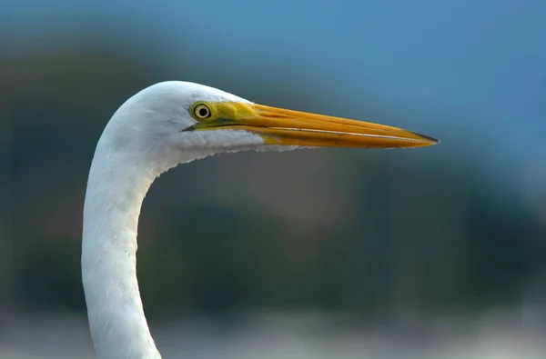 Egret Head Close Ilhabela Island Brazil — Stock fotografie