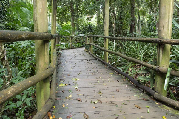 Wooden Path Rainforest Brazil — Stock Photo, Image