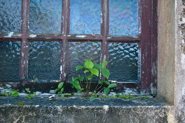 古い家の窓に生えている植物 — ストック写真
