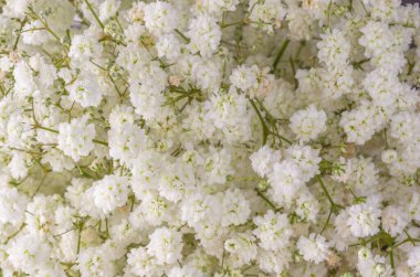 Yakından bakınca bir buket küçük beyaz çiçek görünüyor..