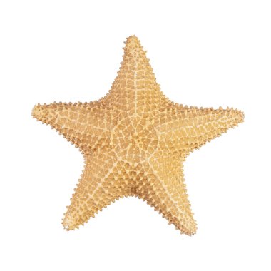 Kurumuş deniz yıldızı iskeleti beyaz arkaplanda izole edilmiş..