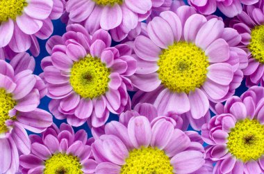 Mavi arkaplan üzerinde pembe ve sarı çiçeklerden oluşan bir grubun üst yakın görüntüsü.
