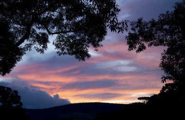Brezilya, Monte Verde 'de ağaçların gölgesiyle gün batımı.