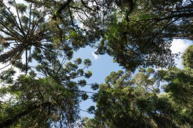 Güneydoğu Brezilya 'daki çam ağaçlarının tepesinde..