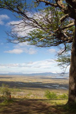 Puerto Natales, Şili 'deki bir vadinin önündeki dağın tepesindeki ağaç..