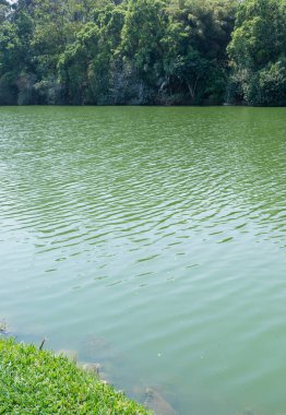 Brezilya 'da bir parkta göl ve ağaçlar.