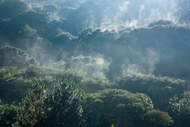Brezilya 'da bir yağmur ormanında ağaçların üzerinde sis.