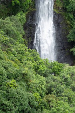 Brezilya 'da bir yağmur ormanındaki ağaçlar arasında şelale ayrıntıları.