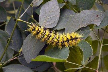 Yeşil dikenli tırtıl yaprakların üzerinde..