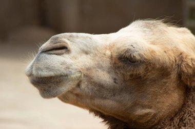 Deve kafası yakın çekim. Deve portresi.