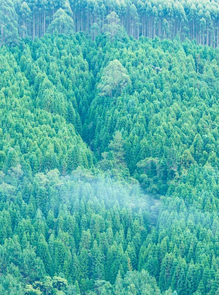 Bosques Una Montaña Día Niebla — Foto de Stock