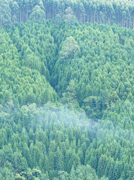 Woods at a mountain in a foggy day.