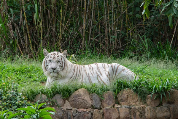 White Tiger Lying Grass — Stock Photo, Image