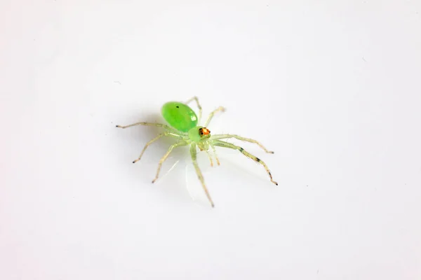 Aranha Verde Isolada Sobre Fundo Branco — Fotografia de Stock