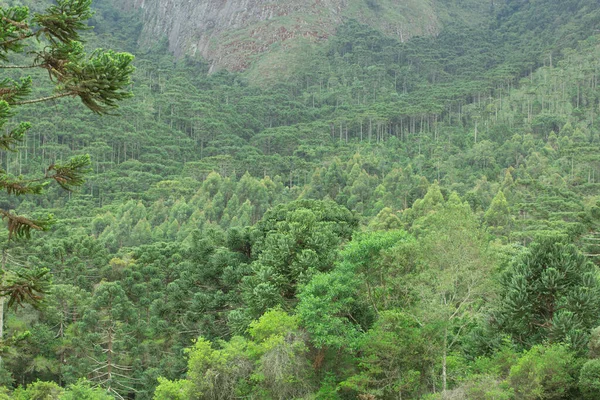 Bosque Lluvioso Altura Junto Una Montaña Brasil — Foto de Stock