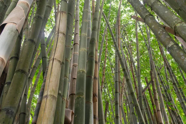 Bamboo Forest Bright Sky Brazil — Stock Photo, Image