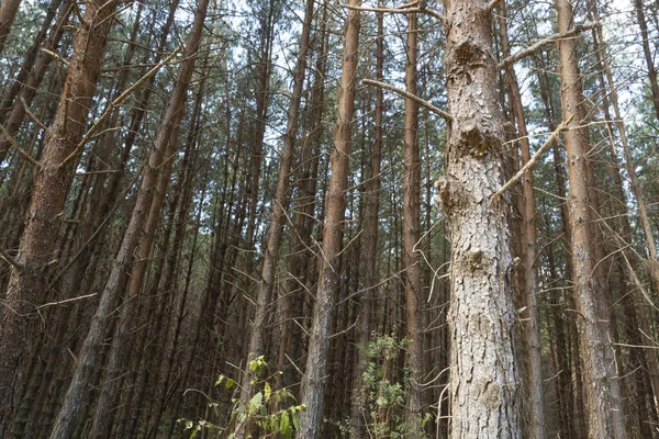 Dark Pine Woods Southeastern Brazil — Stock Photo, Image