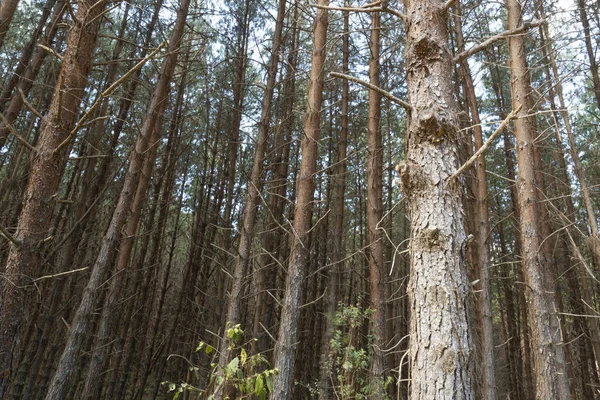 Bosques Pino Oscuro Sureste Brasil — Foto de Stock