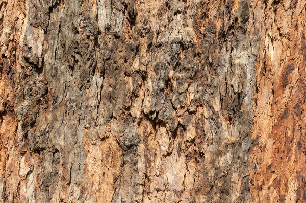 Tree Bark Texture Closeup Wooden Backdrop — Stock Photo, Image